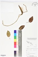 登錄號:BS06054藏品圖，第1張