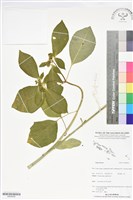 登錄號:BS06056藏品圖，第1張