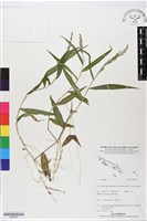 登錄號:BS06057藏品圖，第1張