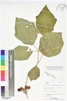 登錄號:BS06058藏品圖，第1張