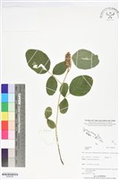 登錄號:BS06059藏品圖，第1張
