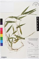 登錄號:BS06060藏品圖，第1張