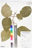 登錄號:BS06061藏品圖，第1張