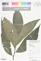 登錄號:BS06063藏品圖，第1張