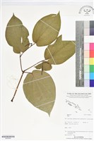 登錄號:BS06064藏品圖，第1張