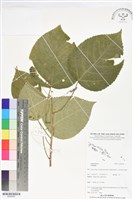 登錄號:BS06065藏品圖，第1張