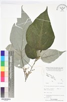 登錄號:BS06066藏品圖，第1張