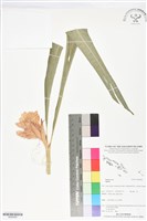 登錄號:BS06068藏品圖，第1張