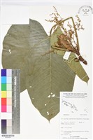 登錄號:BS06069藏品圖，第1張