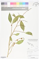 登錄號:BS06071藏品圖，第1張