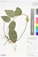 登錄號:BS06072藏品圖，第1張