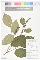 登錄號:BS06074藏品圖，第1張