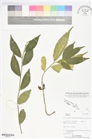登錄號:BS06075藏品圖，第1張