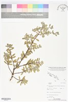 登錄號:BS06076藏品圖，第1張