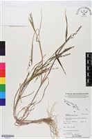 芒稷、芒稗藏品圖，第1張