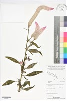 登錄號:BS06080藏品圖，第1張