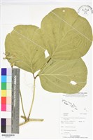 登錄號:BS06081藏品圖，第1張
