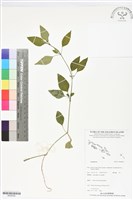 登錄號:BS06082藏品圖，第1張
