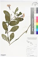 登錄號:BS06083藏品圖，第1張