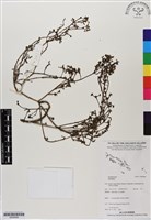 登錄號:BS06084藏品圖，第1張