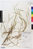 館號:BS06086藏品圖，第1張