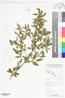 登錄號:BS06087藏品圖，第1張