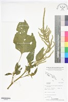 登錄號:BS06089藏品圖，第1張