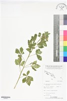 登錄號:BS06090藏品圖，第1張