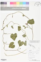 登錄號:BS06091藏品圖，第1張