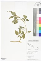 登錄號:BS06093藏品圖，第1張