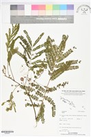 登錄號:BS06097藏品圖，第1張