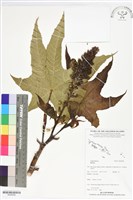 登錄號:BS06098藏品圖，第1張