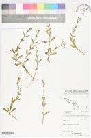 登錄號:BS06099藏品圖，第1張