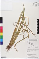 登錄號:BS06100藏品圖，第1張
