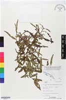 登錄號:BS06101藏品圖，第1張