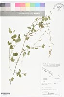 登錄號:BS06106藏品圖，第1張