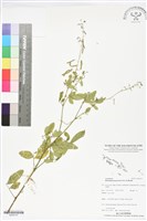 紫花山螞蝗藏品圖，第1張