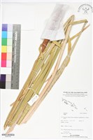 登錄號:BS06109藏品圖，第1張