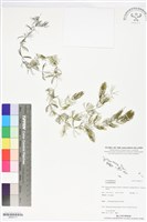 登錄號:BS06111藏品圖，第1張