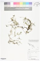 登錄號:BS06112藏品圖，第1張