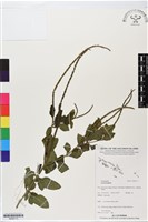 登錄號:BS06113藏品圖，第1張