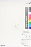 登錄號:BS06115藏品圖，第1張