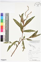 登錄號:BS06116藏品圖，第1張
