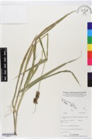登錄號:BS06117藏品圖，第1張
