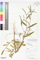 登錄號:BS06118藏品圖，第1張