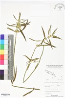 登錄號:BS06119藏品圖，第1張