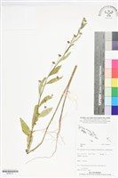 登錄號:BS06121藏品圖，第1張