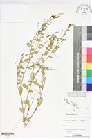 煉莢豆、山地豆藏品圖，第1張