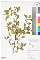登錄號:BS06127藏品圖，第1張