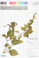 登錄號:BS06128藏品圖，第1張